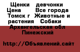 Щенки - девчонки › Цена ­ 2 - Все города, Томск г. Животные и растения » Собаки   . Архангельская обл.,Пинежский 